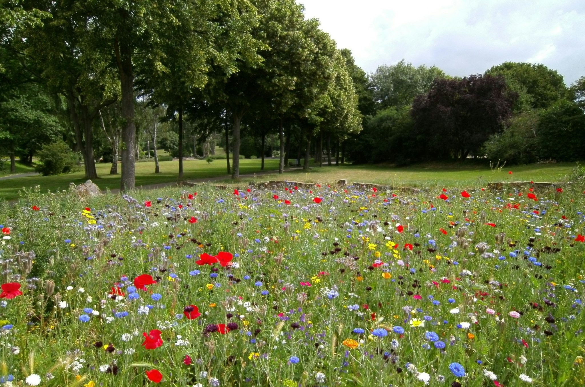 Blumenwiese anlegen: Kreiere ein Paradies für Bienen &Co | Gartenzaun