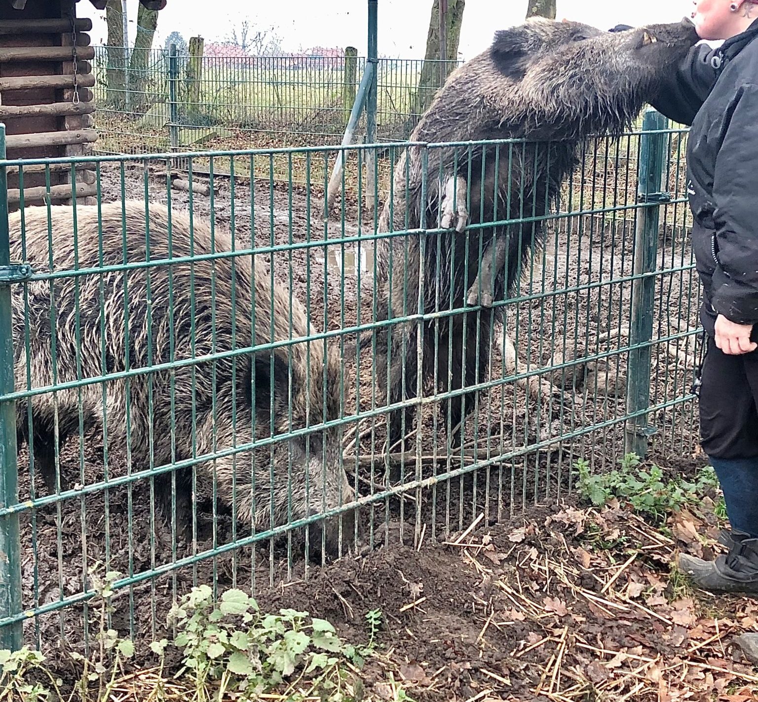 Doppelstabmattenzaun Wofür ist er GartenzaunExperten