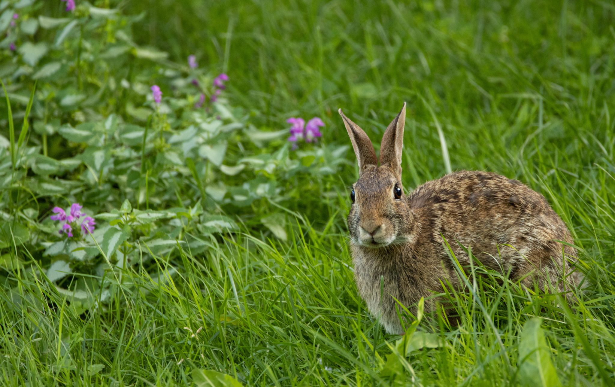 Tierhaltung im Garten Kleintiere als liebenswerte Gäste Gartenzaun