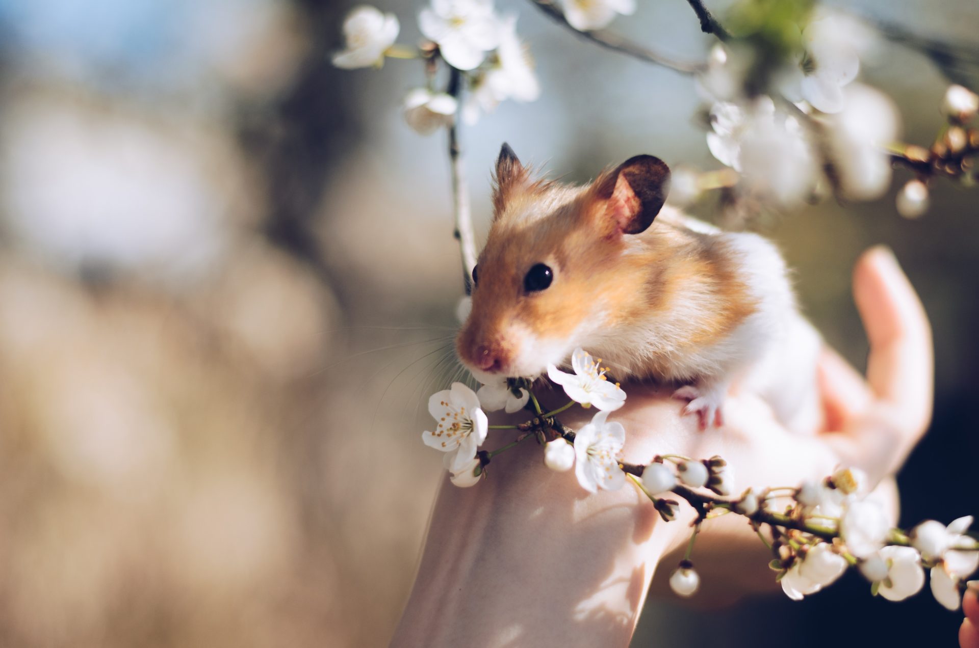 Tierhaltung im Garten Kleintiere als liebenswerte Gäste Gartenzaun