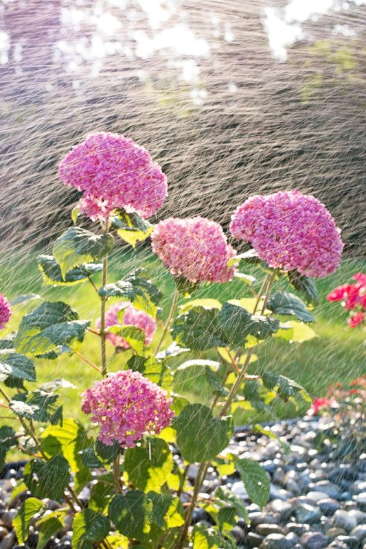 Das besprühen von Blumen und Pflanzen zählt zur Schädlingsbekämpfung im Garten.