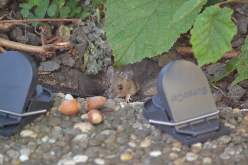 Ein Fall von Schädlingsbekämpfung: Eine Maus wird im Garten angelockt und soll in die aufgestellten Fallen tapsen. 