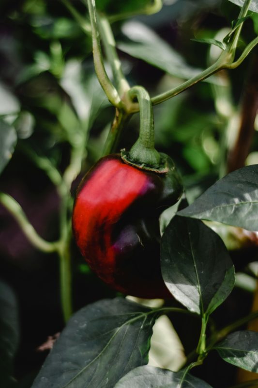 Paprika eignen sich auch für deinen Gemüsegarten