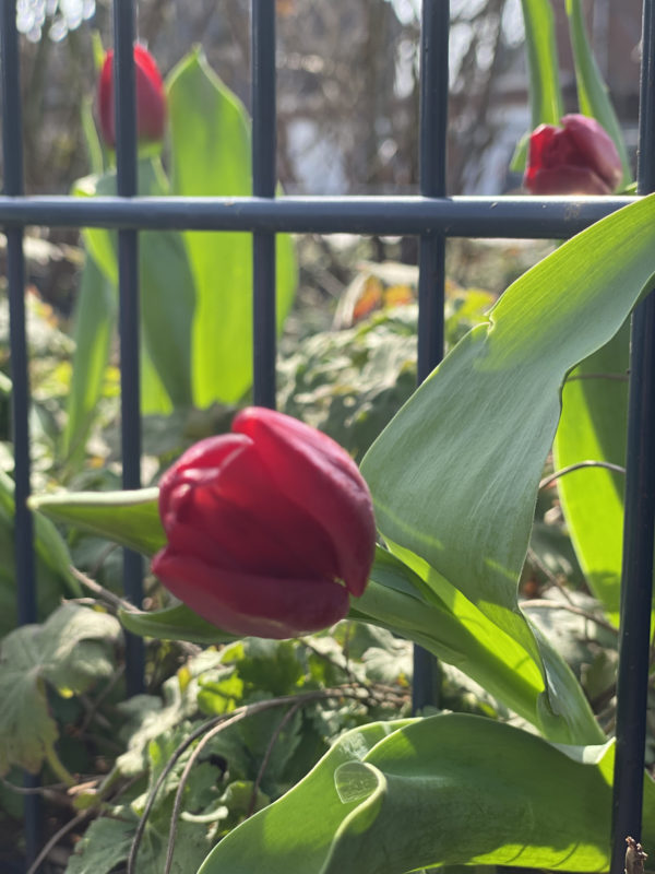 Mit Frühblühern wie Tulpen machen sie ihren Garten frühlingsfit