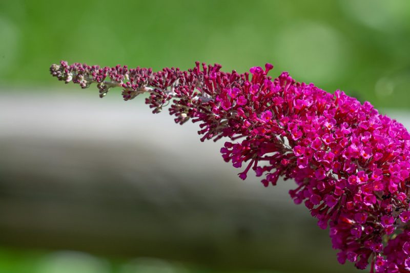 Schmetterlingsflieder zählt zu den Pflanzen, die sie im Frühjahr vor der Blüte im Sommer zurückschneiden sollten.