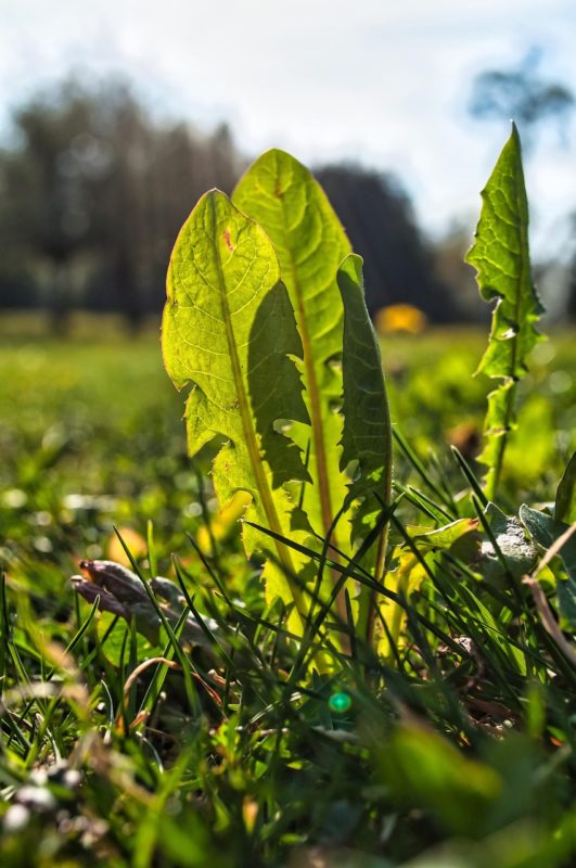Gartenarbeiten im Frühling: Das Entfernen von Wilkräutern wie Löwenzahn zählt zunächst nicht dazu.