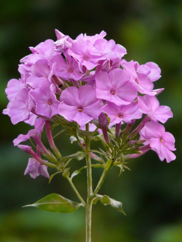 Phlox zählt zu den Stauden.